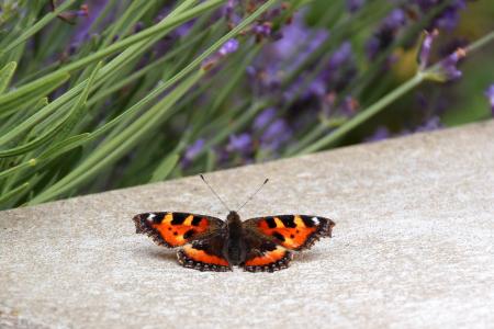 Butterfly in the Garden