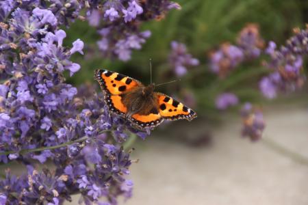 Butterfly in the Garden