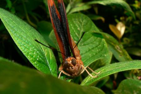 Butterfly looking straight ahead