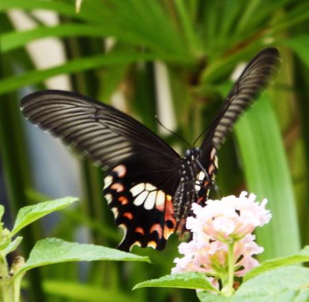 Butterfly on a Flower