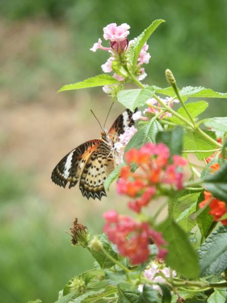 Butterfly on a Flower