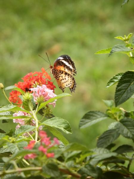 Butterfly on a Flower