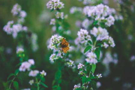 Butterfly on flower II