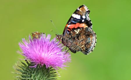 Butterfly on Pink Flower