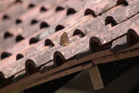 Butterfly on Roof Tiles