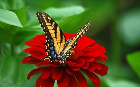 Butterfly on the Flower