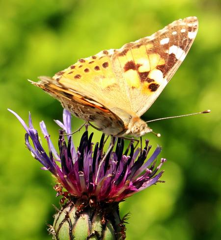 Butterfly on the Flower