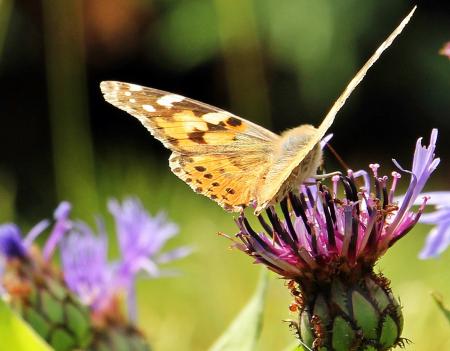 Butterfly on the Flower