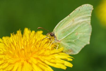 Butterfly on the Flower