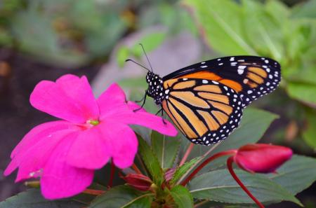 Butterfly on the Flower