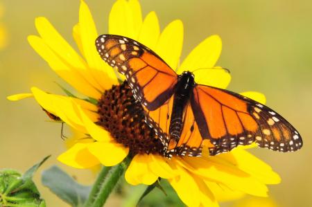 Butterfly on the Flower