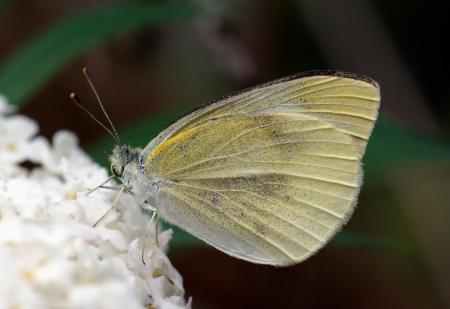 Butterfly on the Flower