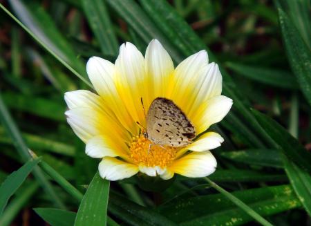 Butterfly on the Flower