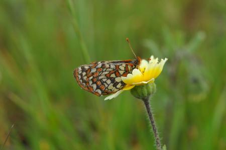 Butterfly on the Flower