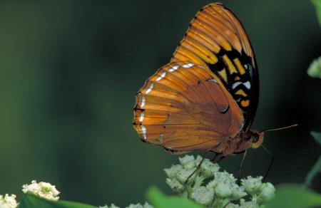 Butterfly on the Flower