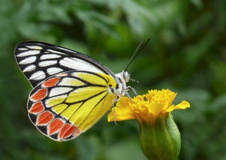 Butterfly on the Flower