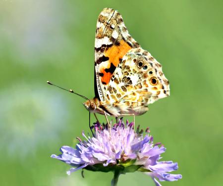 Butterfly on the Flower