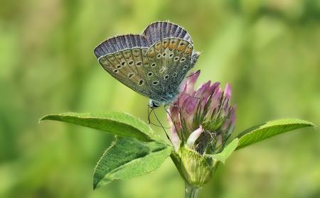 Butterfly on the Flower