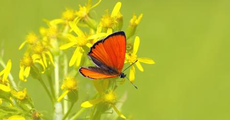 Butterfly on The Flower