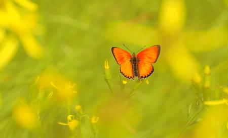 Butterfly on The Flower