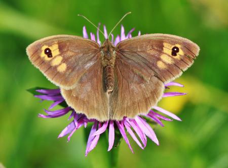 Butterfly on the Flower