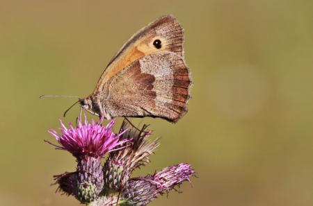 Butterfly on the Flower