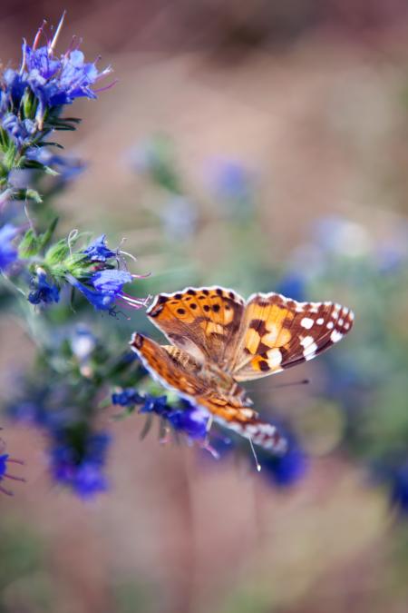 Butterfly on the flower