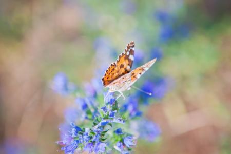 Butterfly on the flower