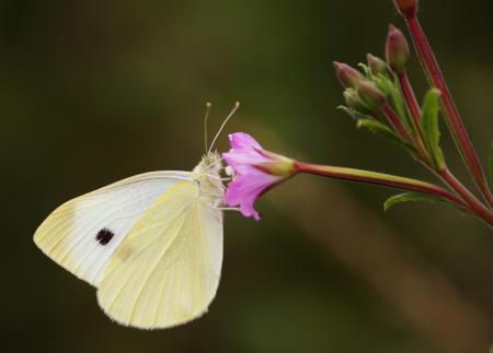 Butterfly on the Flower