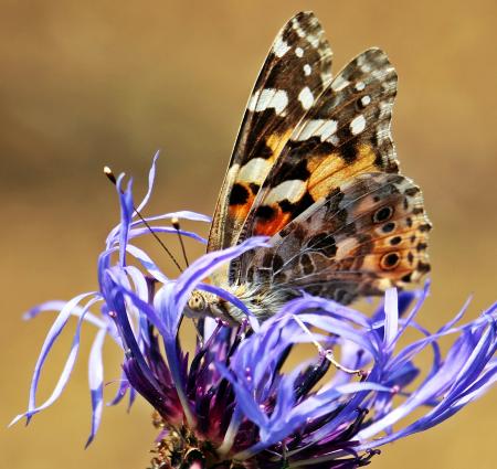 Butterfly on the Flower