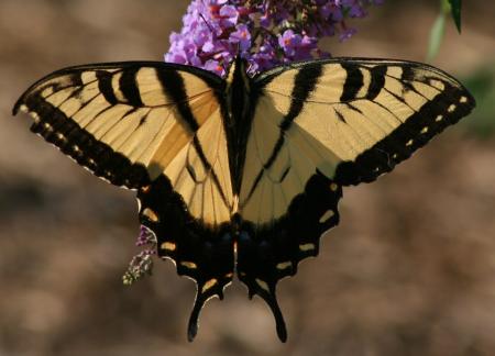 Butterfly on the Flowers