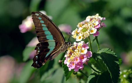 Butterfly on the Flowers