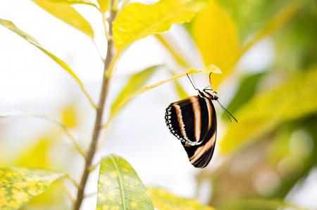 Butterfly on the Leave