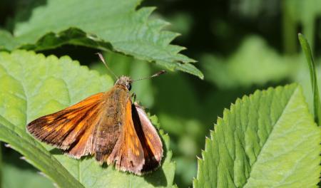 Butterfly on the Leave