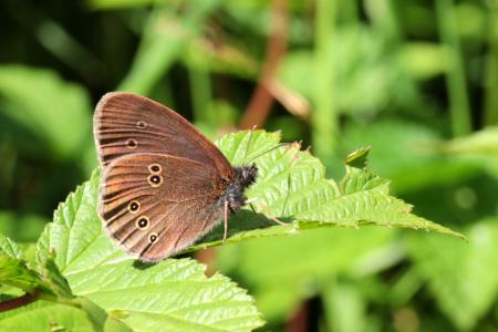 Butterfly on the Leave