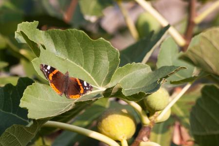 Butterfly on the Leave