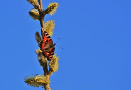 Butterfly on the Plant