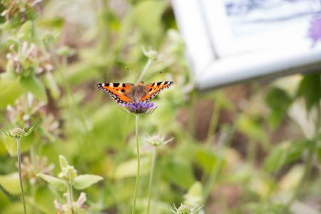 Butterfly on the top of the flower