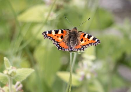 Butterfly on the top of the flower