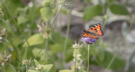 Butterfly on the top of the flower