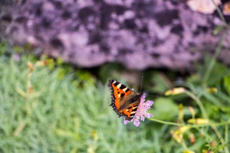Butterfly on the top of the flower