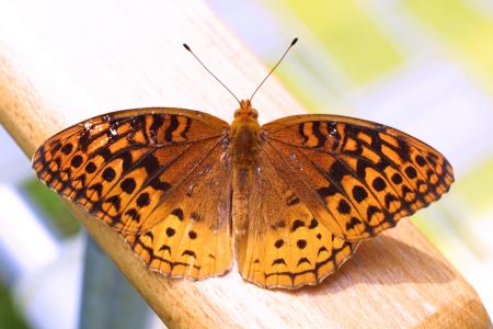 Butterfly on the Wood