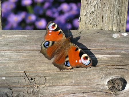 Butterfly on the Wood