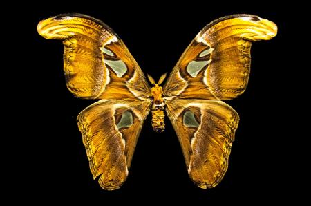 Butterfly with open wings