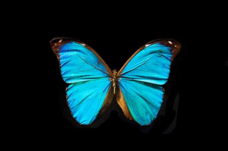 Butterfly with open wings