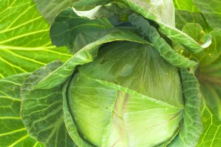 Cabbage