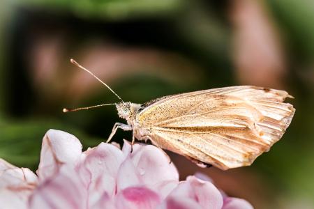 Cabbage White Ling in the Garden