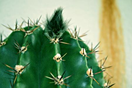 Cactus