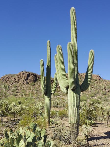 Giant Cactuses