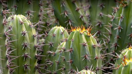 Thorny Cactuses